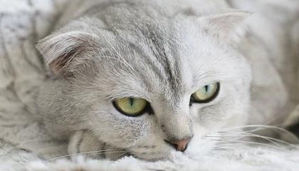 华体会APP：让体育热爱触手可及