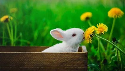 米神这球漂亮!米特里策左侧任意球直接破门,技惊四座梅开二度